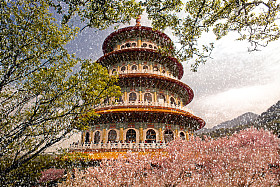 樱花、 庙和蓝色的天空图片