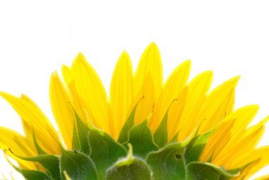 金葵花