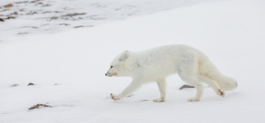 在加拿大北极地区北极狐狸图片