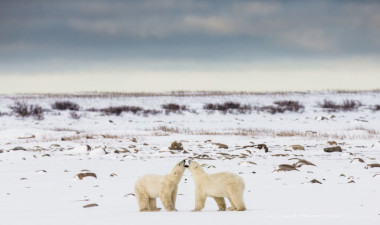 兩個北極熊