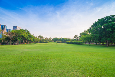 绿色的草坪，与公园晚上时间里的树木