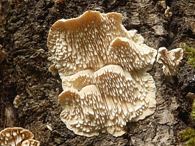 猴头 cirrhatum照片