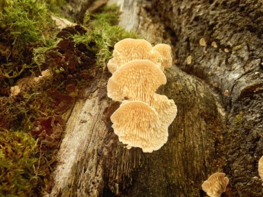 真菌猴頭 cirrhatum