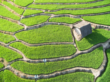 Sma Lador 1 in green terraced rice fields in Chiang Mai
