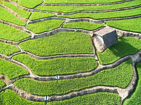Sma Lador 1 in green terraced rice fields in Chiang Mai