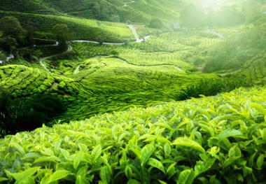 茶園金馬倫高原，馬來西亞圖片