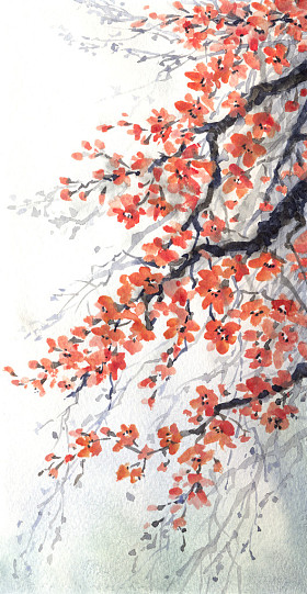 水彩绘画。樱花樱桃的分支图片