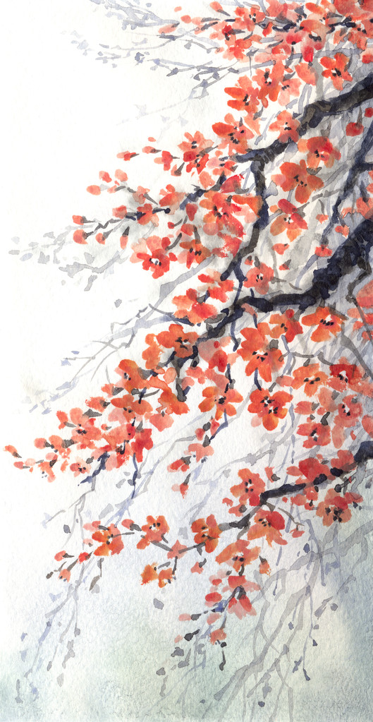 水彩绘画。樱花樱桃的分支图片
