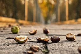 chesnuts 在路面上图片