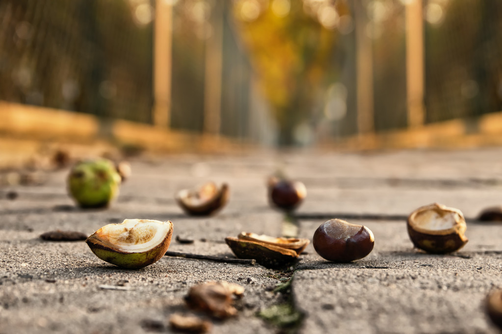 chesnuts 在路面上图片