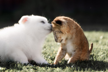 白色瑞士牧羊犬小狗与狮子躺图片