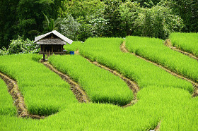 Sma Lador 1 in green terraced rice fields in Chiang Mai