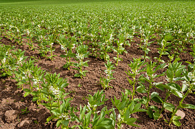 豆类植物在春天