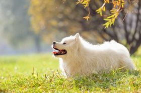 微笑快乐萨摩耶德犬