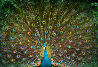 孔雀显示他美丽的尾巴图片