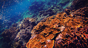 植物群和动物群