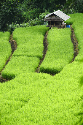 Sma Lador 1 in green terraced rice fields in Chiang Mai