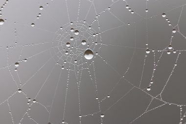 在森林里的蜘蛛网