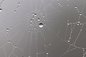 在森林里的蜘蛛网