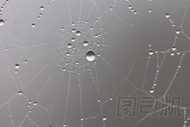 在森林里的蜘蛛網(wǎng)