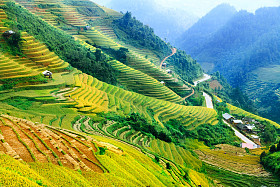 稻田上的梯田的木仓柴，Yenbai，越南。稻田准备在西北 Vietnam.Vietnam 风景收获