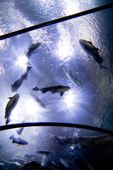 很多的水下海中的生物圖片