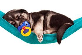 可爱的小狗图片