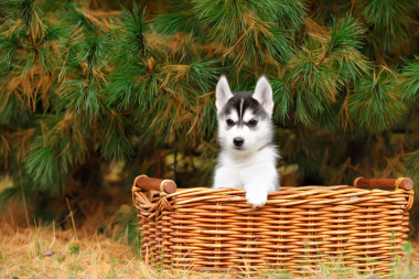赫斯基在篮子里的小狗图片