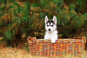 赫斯基在篮子里的小狗图片