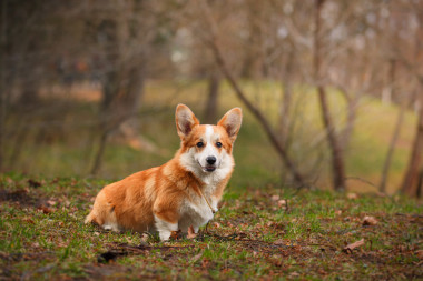 狗的品種威爾士柯基犬圖片彭布羅克
