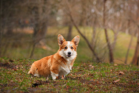 狗的品种威尔士柯基犬图片彭布罗克