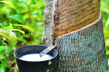 橡膠膠乳橡膠樹