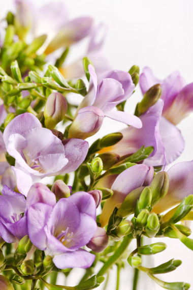 紫色小蒼蘭圖片