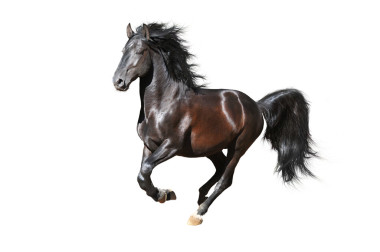 黑 kladruby 馬跑馳騁在白色背景上