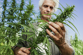 微笑检查大麻植物的农夫