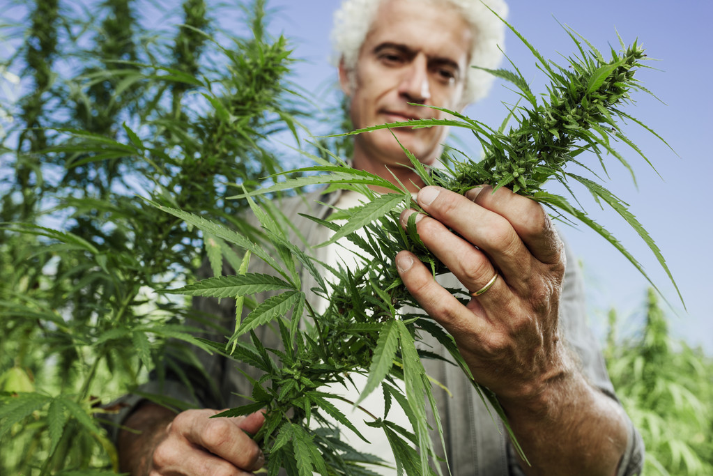 微笑检查大麻植物的农夫