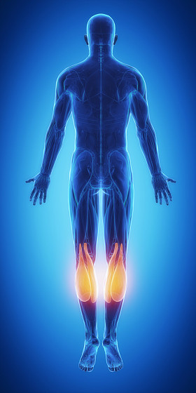 肌肉解剖图图片