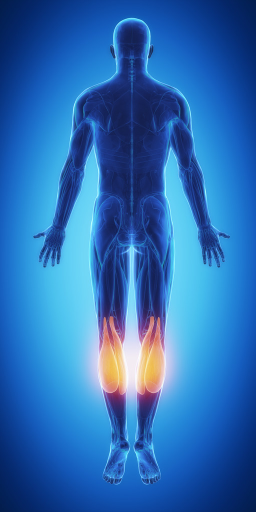 肌肉解剖图图片