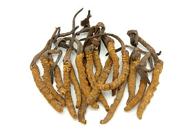 虫草 (属子囊菌真菌)图片