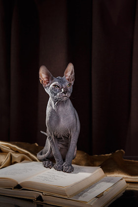 毛小猫肖像图片