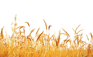 小麥人事登記.圖片