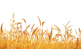 小麦人事登记.图片