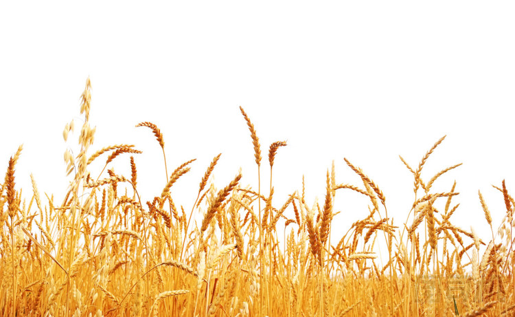 小麥人事登記.圖片