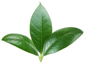 在白色背景上的三个绿色叶.图片