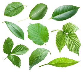 花园的叶子图片