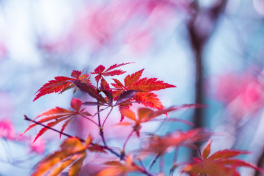 是紅色的楓葉樹到秋天的季