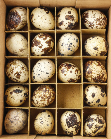 框中的鵪鶉蛋圖片