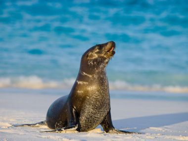 海獅在沙灘上圖片