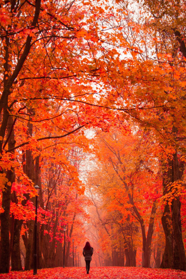 孤獨(dú)的女子在有霧的秋日公園散步。孤獨(dú)的女子在秋天享受自然景觀。秋季的一天