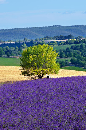 普罗旺斯乡村景观法国